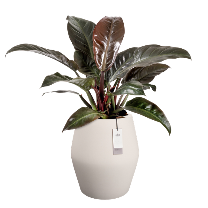 june split high 46cm leinenweiß